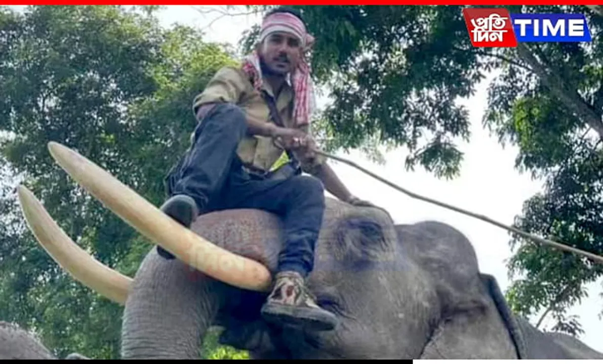 Mahout Killed by Domestic Elephant in Assam's Golaghat